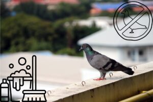 gołębie na balkonie sprzątanie po gołębiach